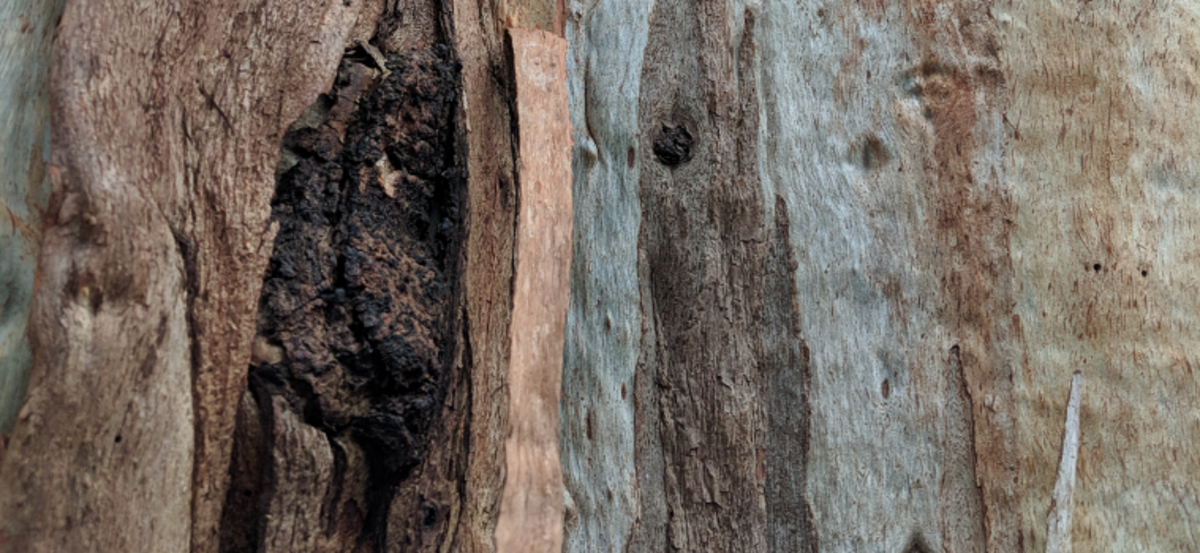 Generic bark photo